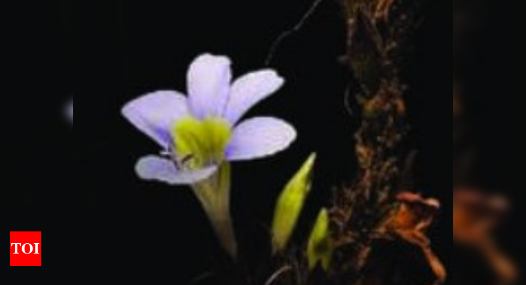 Growing in seasonal nallah, wild flower turns out to be rare species ...