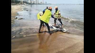Two more dolphin carcasses found in Mumbai