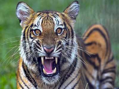 All parks, sanctuaries shut to shield animals from virus