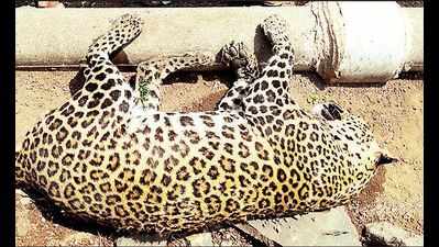 Pune: Leopard falls into well, dies as head gets stuck in plastic bag