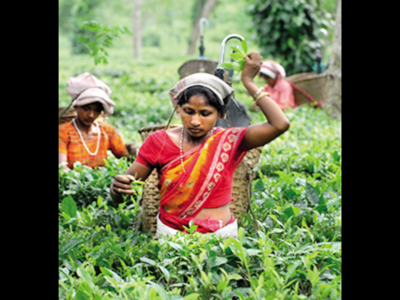 The tea industry in Assam is apprehensive of losing 10-15% of the crop during March and April due to the drought-like situation