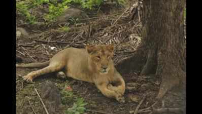 Telangana: Zoological, national parks shut