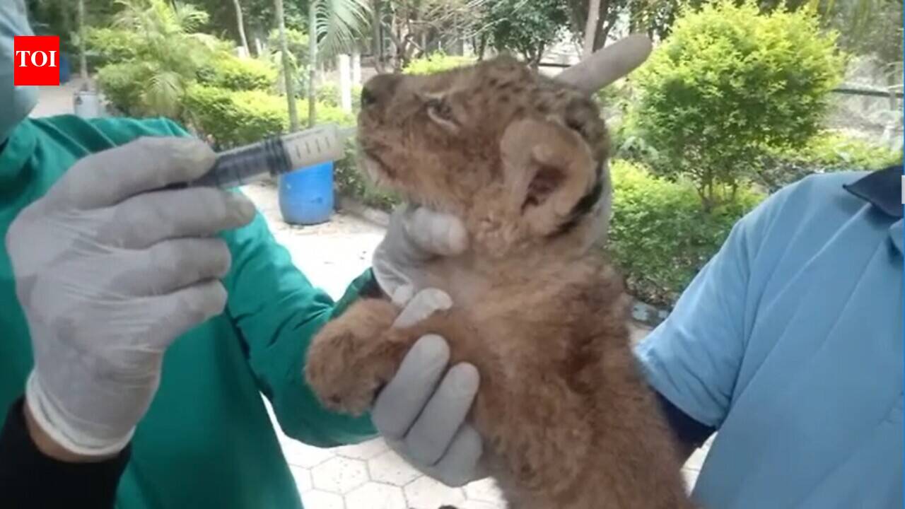Watch: Lion cubs get fed via injection at Indore Zoo