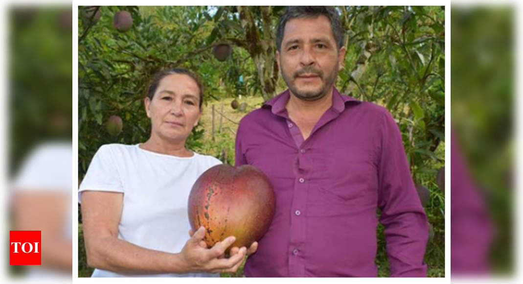 This is the world’s heaviest mango