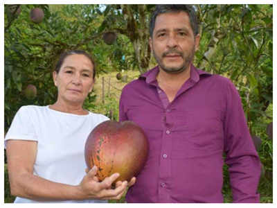 This is the world’s heaviest mango that weighs 4.25 kg