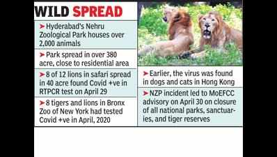 8 Asiatic lions in Hyderabad zoo test positive for Covid-19