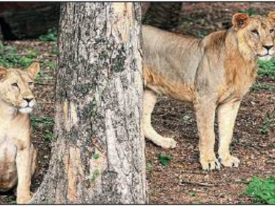 https://timesofindia.indiatimes.com/city/hyderabad/8-lions-in-city-zoo-test-ve-for-covid-1st-such-case-in-india/articleshow/82377122.cms