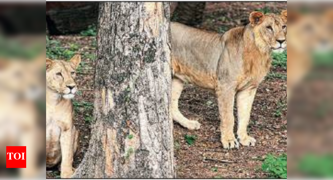 8 lions in Hyderabad zoo test positive for Covid, 1st such case in