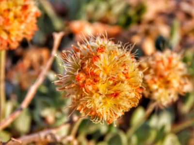 Tiehm's buckwheat plant. AP Photo