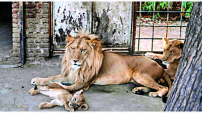 8 Asiatic lions in Hyderabad zoo test positive for Covid-19