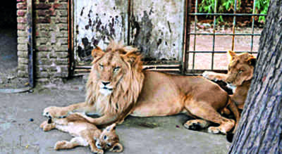 8 Asiatic lions in Hyderabad zoo test positive for Covid-19 | Nagpur News -  Times of India