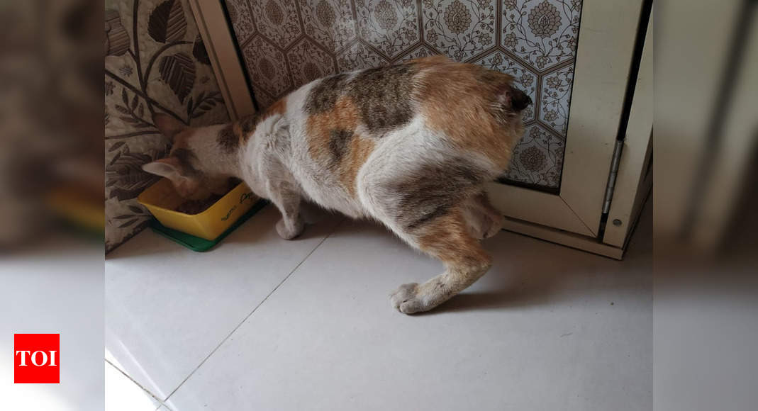 Cat with 2 limbs chopped off put in front of feeder's flat in Mumbai's  Vasai