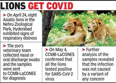 CCMB: Vital to ensure animals don't get Covid | Hyderabad News - Times of India CCMB: Vital to ensure animals don't get Covid | Hyderabad News - Times of India