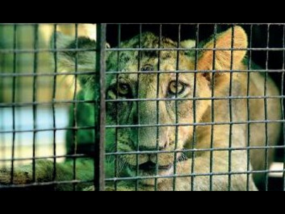 Chennai: Vandalur zoo monitors big cats 24X7 for coronavirus