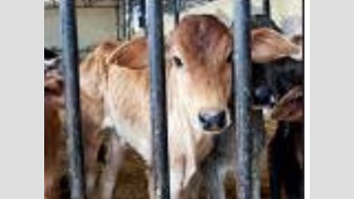 Yogi Adityanath : Help desks for cows in every Uttar Pradesh district