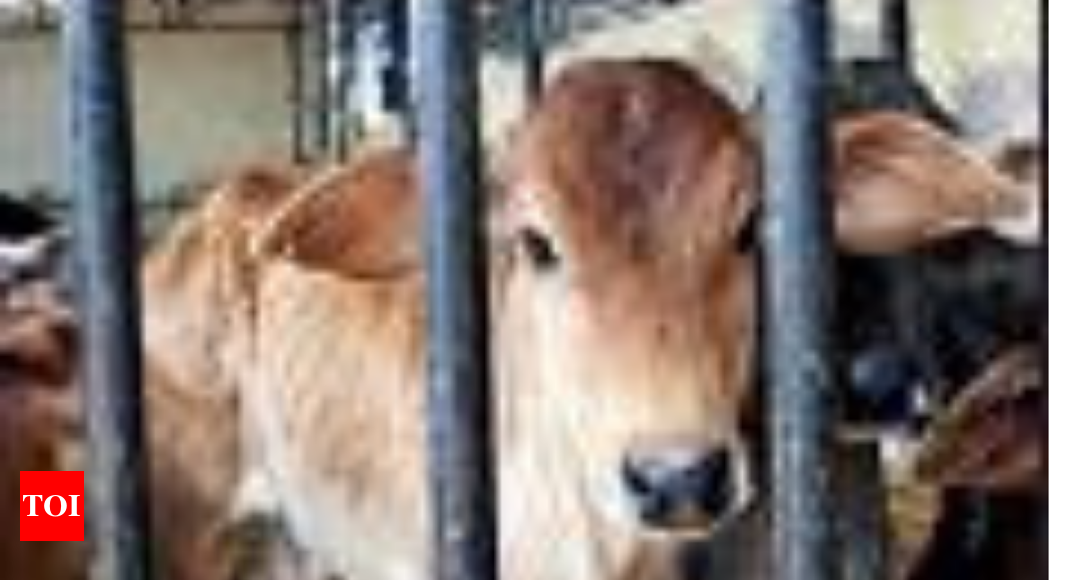 Yogi Adityanath : Help desks for cows in every Uttar Pradesh district |  Lucknow News - Times of India