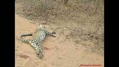 Leopard killed in territorial fight