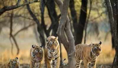 Goa: After Bondla Zoo, wildlife sanctuaries shut for public | Goa News -  Times of India