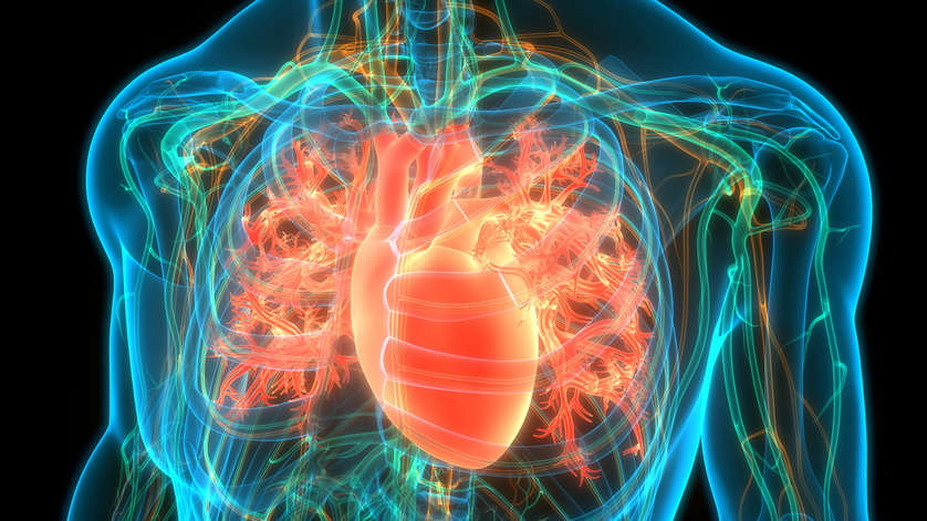 Here’s everything you need to know about your heart and how you can add a layer of health to it