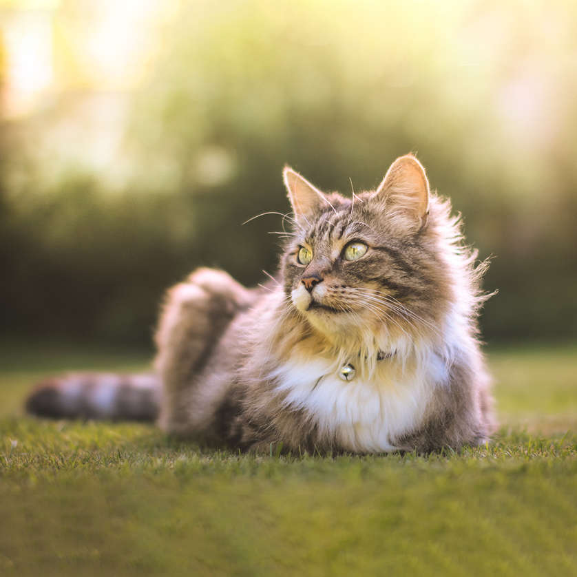 5 tips to ensure your cat stays cool this summer