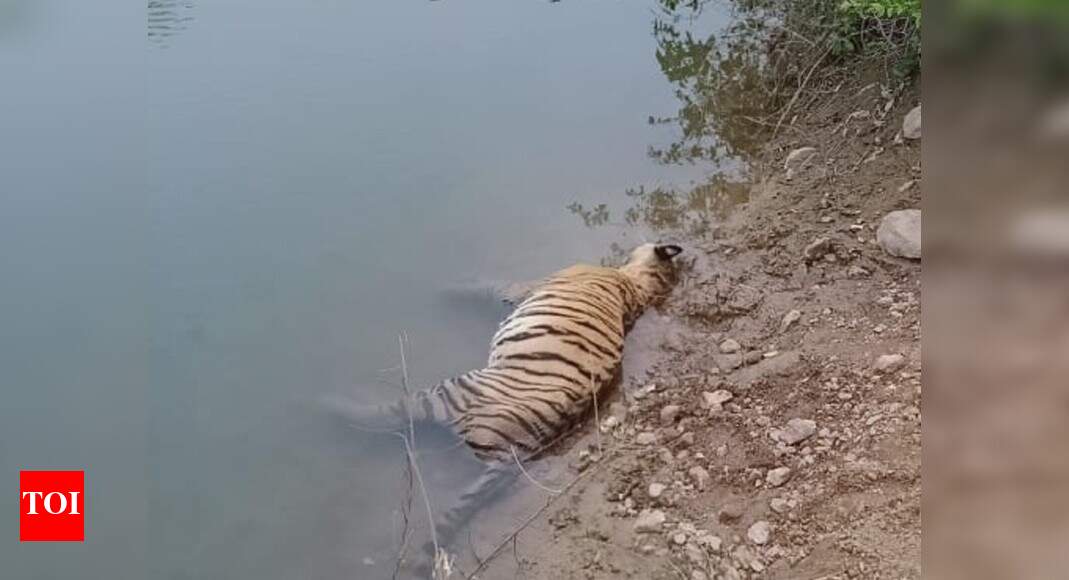 Madhya Pradesh: Tigress found dead in canal, mystery prevails | India News - Vimarsana News