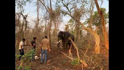 Tadoba now wants to be rid of elephant family