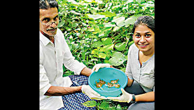 Kerala: Rare turtle nestings in Kasaragod