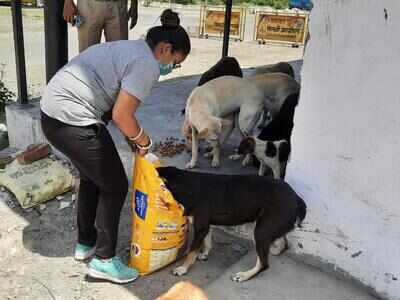 Covid has hit strays too; with restaurants and hotels closed and many animal lovers down with Covid, the animals are struggling to get food | Dehradun News - Times of India Covid has hit strays too; with restaurants and hotels closed and many animal lovers down with Covid, the animals are struggling to get food | Dehradun News - Times of India