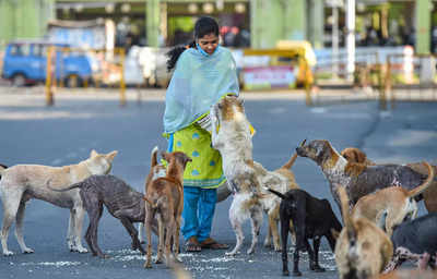 Covid has hit strays too; with restaurants and hotels closed and many animal  lovers down with Covid, the animals are struggling to get food | Dehradun  News - Times of India