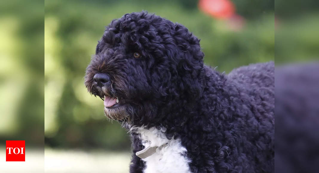 Obama family dog Bo, a 'constant, gentle presence', dies
