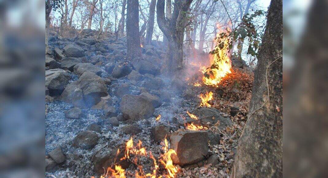 Marked Reduction In Forest Fires In Gujrat Ahmedabad News Times Of
