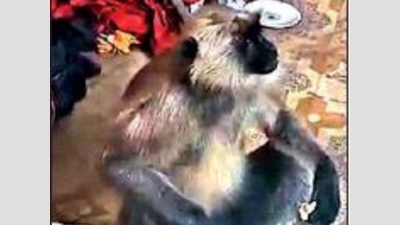 Ahmedabad: Monkey checks in, stays for 5 hours
