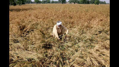 Thunderstorm, rain damage maize crops in Katihar district