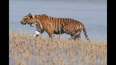 Tiger found dead in Kanha, 2nd death in 3 days