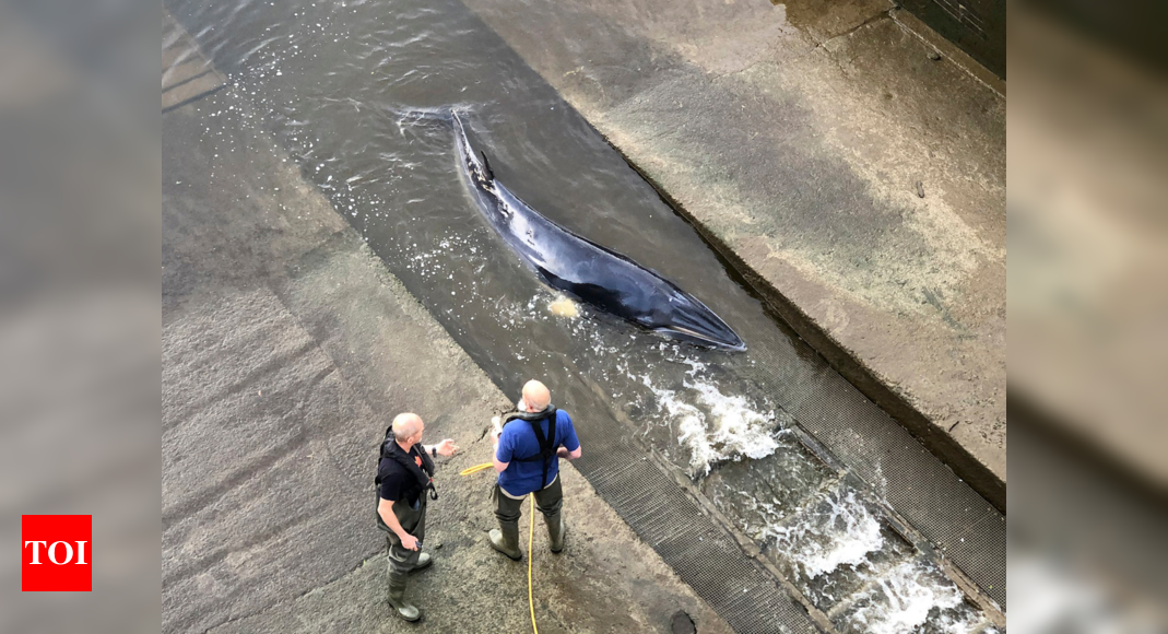 Minke whale is lost far from home in London's Thames River