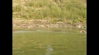 30 bodies floating in Ganga trigger Covid panic in Buxar