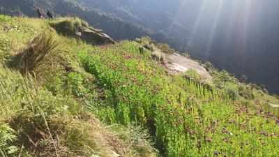 Opium replacing cannabis? Cops destroy 5L poppy plants in Kullu