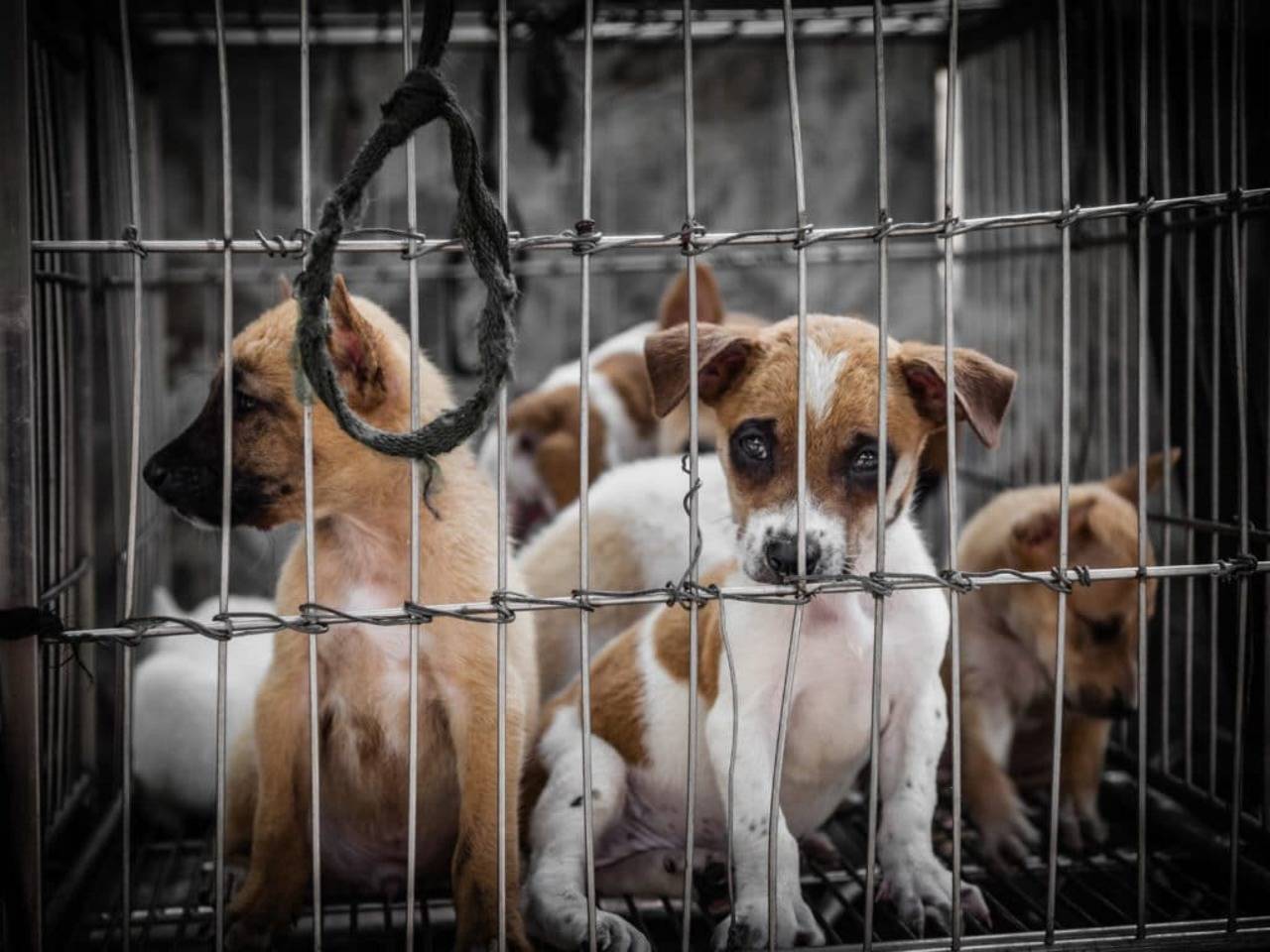 Proposed amendments to the Prevention of Cruelty to Animals Act: FIAPO  seeks stricter penalties | India News - Times of India
