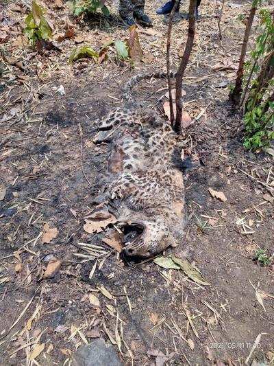 Leopard poached by poisoning calf carcass, paws and canines removed