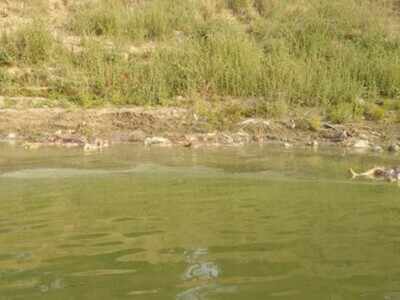 File photo Bihar and UP blame each other for the Ganges corpses | India News