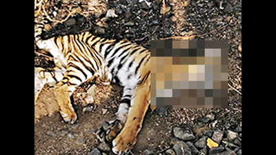 Tiger cub run over by train near Itarsi in Madhya Pradesh