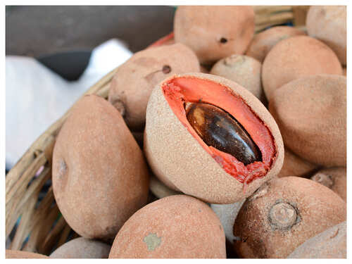 6 Reasons To Add Sapota Chikoo To Your Summer Diet The Times Of India