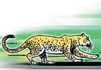 Driven to extinction in US, scientists favour reintroduction of jaguars -  Times of India