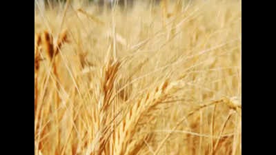 Uttar Pradesh government for shifting of wheat to depots before monsoon