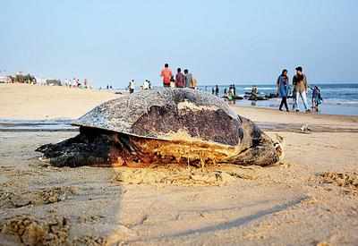 Mumbai: Turtle falls off 20th floor, dies; owner booked