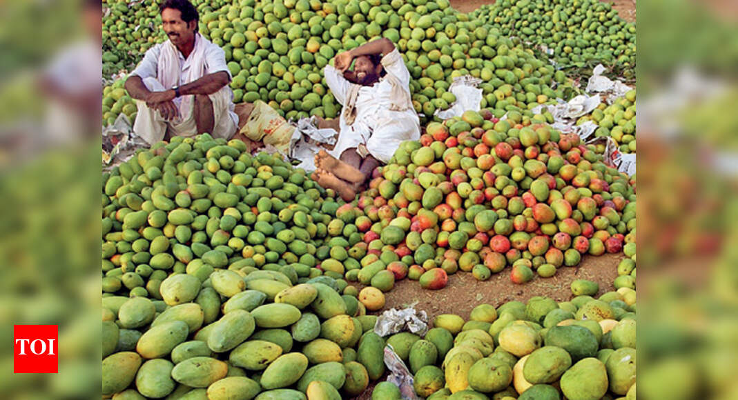Andhra Pradesh mango farmers stare at losses again | Vijayawada News ...