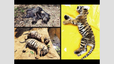 Three tiger cubs, sloth bear dead in Bhandara