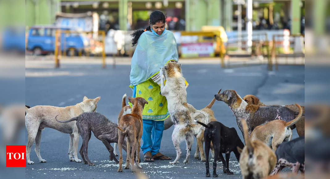 Lockdown: BMAD raising fund to feed community animals in Chennai | Chennai  News - Times of India