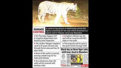 After deaths of 2 tiger cubs, irri dept to cover canal wells