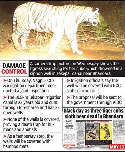 After deaths of 2 tiger cubs, irri dept to cover canal wells | Nagpur News  - Times of India